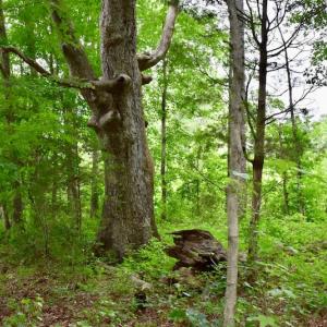 Photo of UNDER CONTRACT!  42.5 Acres of Hunting Land with Lodge For Sale in Brunswick County VA!