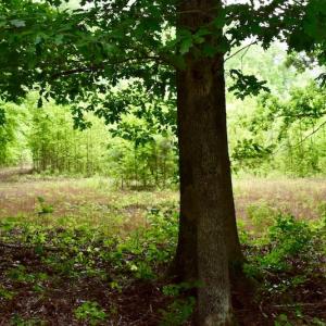 Photo of UNDER CONTRACT!  42.5 Acres of Hunting Land with Lodge For Sale in Brunswick County VA!