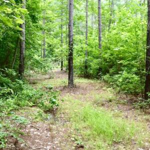 Photo of UNDER CONTRACT!  42.5 Acres of Hunting Land with Lodge For Sale in Brunswick County VA!
