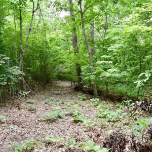 Photo of UNDER CONTRACT!  42.5 Acres of Hunting Land with Lodge For Sale in Brunswick County VA!