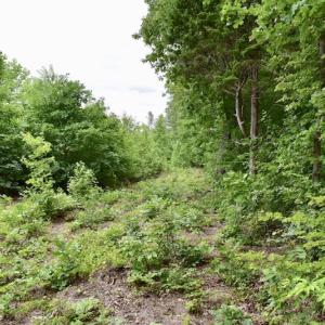 Photo of UNDER CONTRACT!  42.5 Acres of Hunting Land with Lodge For Sale in Brunswick County VA!