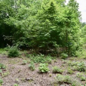 Photo of UNDER CONTRACT!  42.5 Acres of Hunting Land with Lodge For Sale in Brunswick County VA!