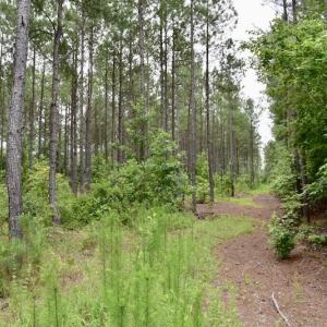 Photo of UNDER CONTRACT!  42.5 Acres of Hunting Land with Lodge For Sale in Brunswick County VA!