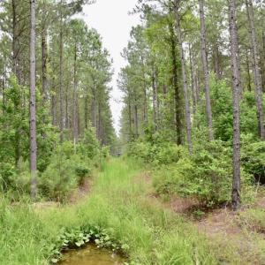 Photo of UNDER CONTRACT!  42.5 Acres of Hunting Land with Lodge For Sale in Brunswick County VA!