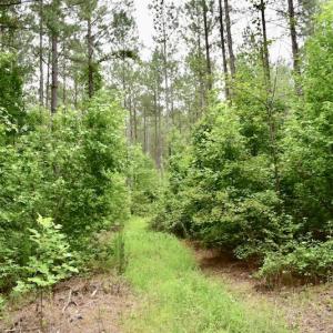 Photo of UNDER CONTRACT!  42.5 Acres of Hunting Land with Lodge For Sale in Brunswick County VA!
