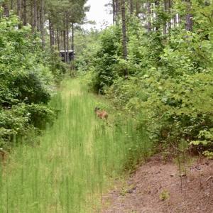 Photo of UNDER CONTRACT!  42.5 Acres of Hunting Land with Lodge For Sale in Brunswick County VA!