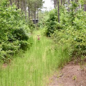 Photo of UNDER CONTRACT!  42.5 Acres of Hunting Land with Lodge For Sale in Brunswick County VA!