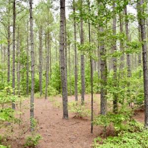 Photo of UNDER CONTRACT!  42.5 Acres of Hunting Land with Lodge For Sale in Brunswick County VA!