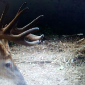 Photo of UNDER CONTRACT!  42.5 Acres of Hunting Land with Lodge For Sale in Brunswick County VA!