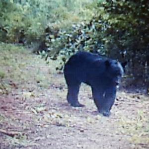 Photo of UNDER CONTRACT!  42.5 Acres of Hunting Land with Lodge For Sale in Brunswick County VA!
