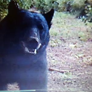Photo of UNDER CONTRACT!  42.5 Acres of Hunting Land with Lodge For Sale in Brunswick County VA!