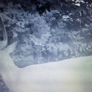 Photo of UNDER CONTRACT!  42.5 Acres of Hunting Land with Lodge For Sale in Brunswick County VA!
