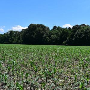 Photo of UNDER CONTRACT!  55 Acres of Waterfront Multipurpose Land For Sale in James City County VA!