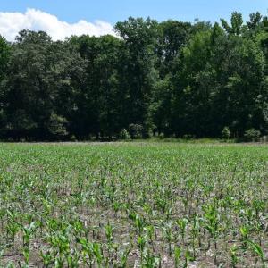 Photo of UNDER CONTRACT!  55 Acres of Waterfront Multipurpose Land For Sale in James City County VA!