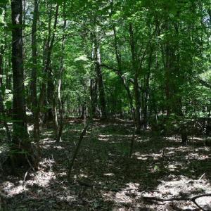 Photo of UNDER CONTRACT!  55 Acres of Waterfront Multipurpose Land For Sale in James City County VA!