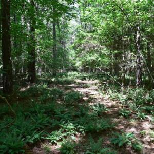 Photo of UNDER CONTRACT!  55 Acres of Waterfront Multipurpose Land For Sale in James City County VA!