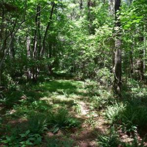 Photo of UNDER CONTRACT!  55 Acres of Waterfront Multipurpose Land For Sale in James City County VA!