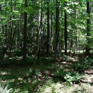 Photo of UNDER CONTRACT!  55 Acres of Waterfront Multipurpose Land For Sale in James City County VA!