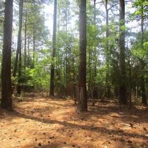 Photo of UNDER CONTRACT!  55 Acres of Waterfront Multipurpose Land For Sale in James City County VA!