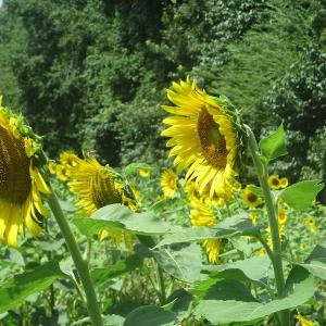 Photo of UNDER CONTRACT!  55 Acres of Waterfront Multipurpose Land For Sale in James City County VA!