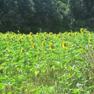 Photo of UNDER CONTRACT!  55 Acres of Waterfront Multipurpose Land For Sale in James City County VA!