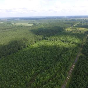 Photo of UNDER CONTRACT!  22 Acres of Wooded Hunting Land For Sale in Greensville County VA!