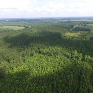 Photo of UNDER CONTRACT!  22 Acres of Wooded Hunting Land For Sale in Greensville County VA!