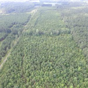 Photo of UNDER CONTRACT!  22 Acres of Wooded Hunting Land For Sale in Greensville County VA!