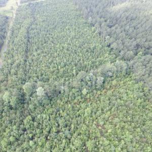 Photo of UNDER CONTRACT!  22 Acres of Wooded Hunting Land For Sale in Greensville County VA!