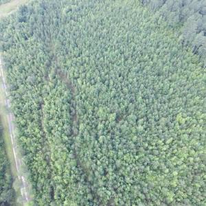 Photo of UNDER CONTRACT!  22 Acres of Wooded Hunting Land For Sale in Greensville County VA!