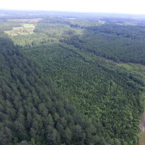 Photo of UNDER CONTRACT!  22 Acres of Wooded Hunting Land For Sale in Greensville County VA!