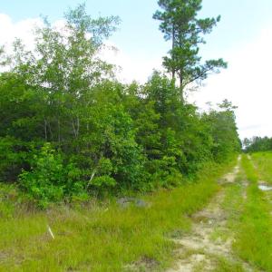 Photo of UNDER CONTRACT!  22 Acres of Wooded Hunting Land For Sale in Greensville County VA!
