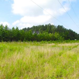 Photo of UNDER CONTRACT!  22 Acres of Wooded Hunting Land For Sale in Greensville County VA!