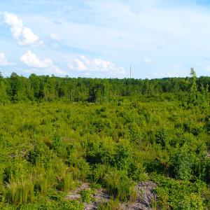 Photo of UNDER CONTRACT!  23 Acres of Residential and Recreational Property For Sale in Harnett County NC!