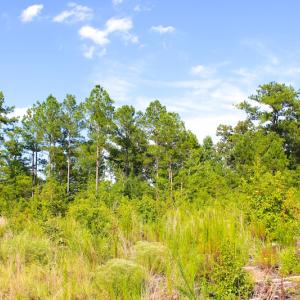Photo of UNDER CONTRACT!  23 Acres of Residential and Recreational Property For Sale in Harnett County NC!
