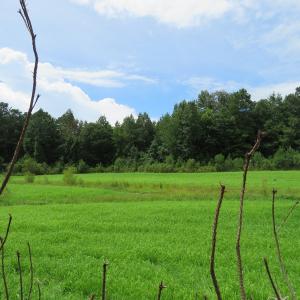 Photo of SOLD!  101 Acres of Hunting Land For Sale in Cumberland County NC!