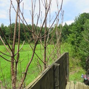Photo of SOLD!  101 Acres of Hunting Land For Sale in Cumberland County NC!