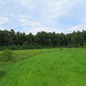 Photo of SOLD!  101 Acres of Hunting Land For Sale in Cumberland County NC!