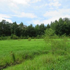Photo of SOLD!  101 Acres of Hunting Land For Sale in Cumberland County NC!