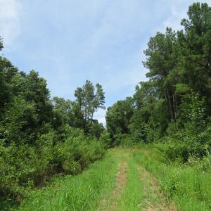 Photo of SOLD!  101 Acres of Hunting Land For Sale in Cumberland County NC!