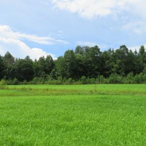 Photo of SOLD!  101 Acres of Hunting Land For Sale in Cumberland County NC!