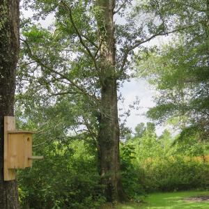 Photo of UNDER CONTRACT!  37.36 Acres of Hunting and Timber Land with House For Sale in Columbus County NC!