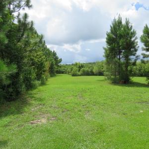 Photo of UNDER CONTRACT!  37.36 Acres of Hunting and Timber Land with House For Sale in Columbus County NC!