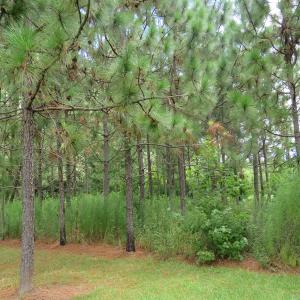 Photo of UNDER CONTRACT!  37.36 Acres of Hunting and Timber Land with House For Sale in Columbus County NC!