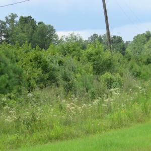 Photo of UNDER CONTRACT!  37.36 Acres of Hunting and Timber Land with House For Sale in Columbus County NC!
