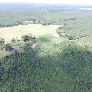 Photo of UNDER CONTRACT!  29 Acres of Hunting and Timber Land in Greensville County VA!