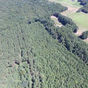 Photo of UNDER CONTRACT!  29 Acres of Hunting and Timber Land in Greensville County VA!