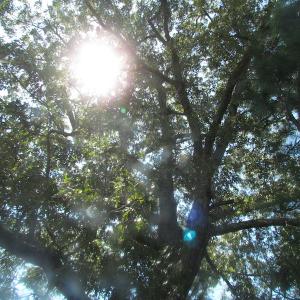 Photo of UNDER CONTRACT!  29 Acres of Hunting and Timber Land in Greensville County VA!