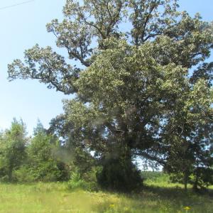 Photo of UNDER CONTRACT!  29 Acres of Hunting and Timber Land in Greensville County VA!