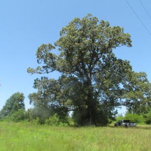 Photo of UNDER CONTRACT!  29 Acres of Hunting and Timber Land in Greensville County VA!